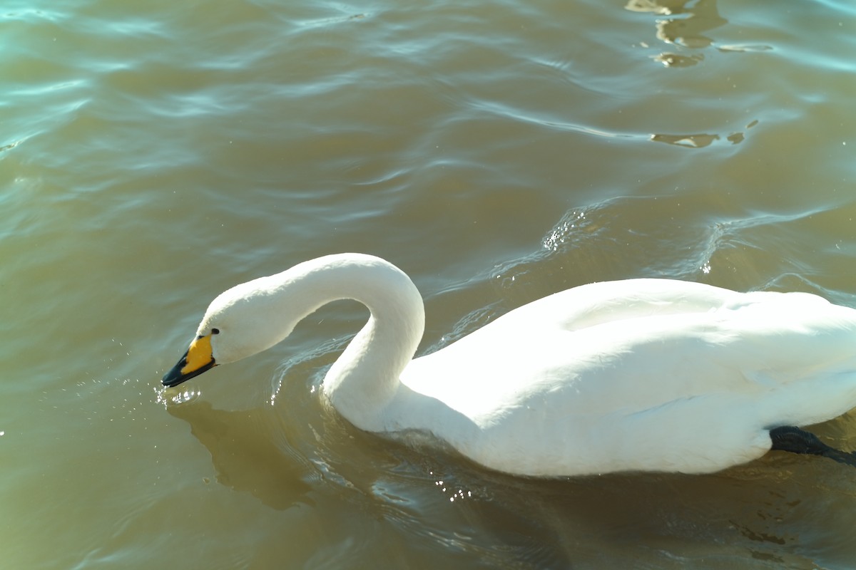 Whooper Swan - ML638395229