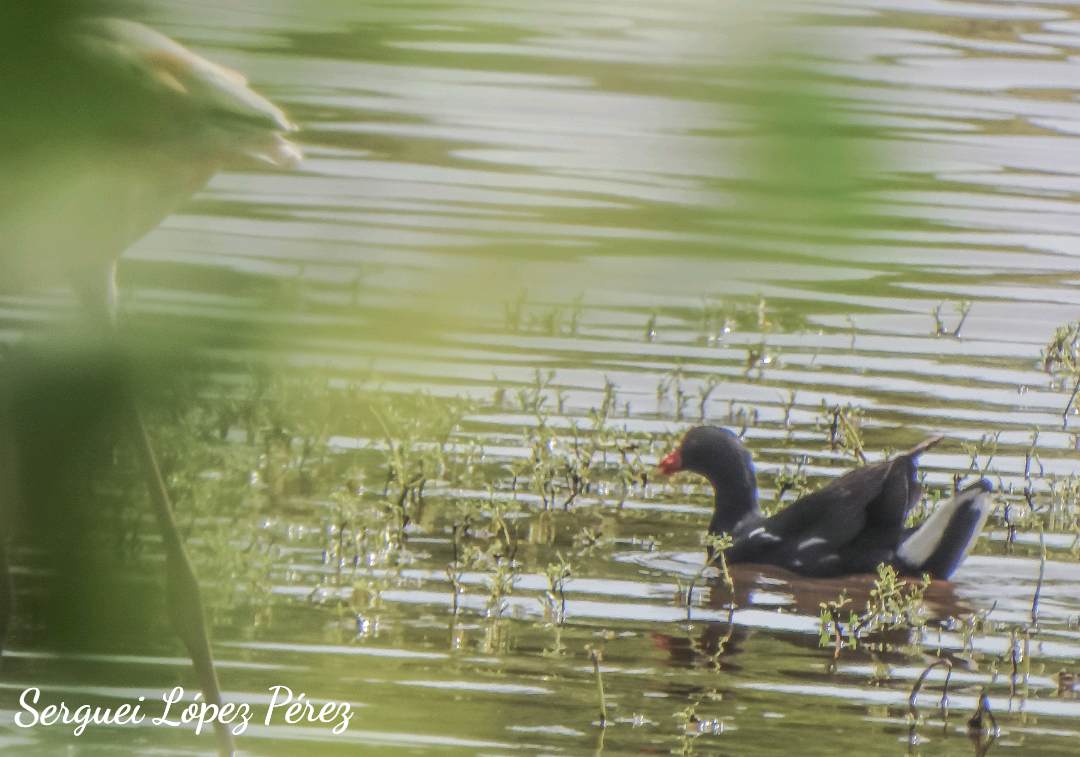 Common Gallinule - ML638395245