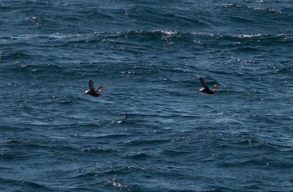 Tufted Puffin - ML638395249