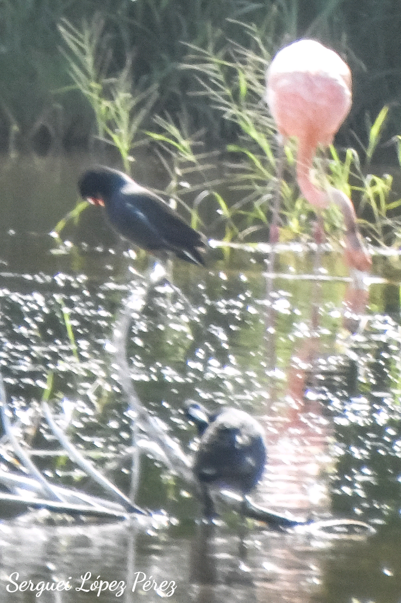 Common Gallinule - ML638395259