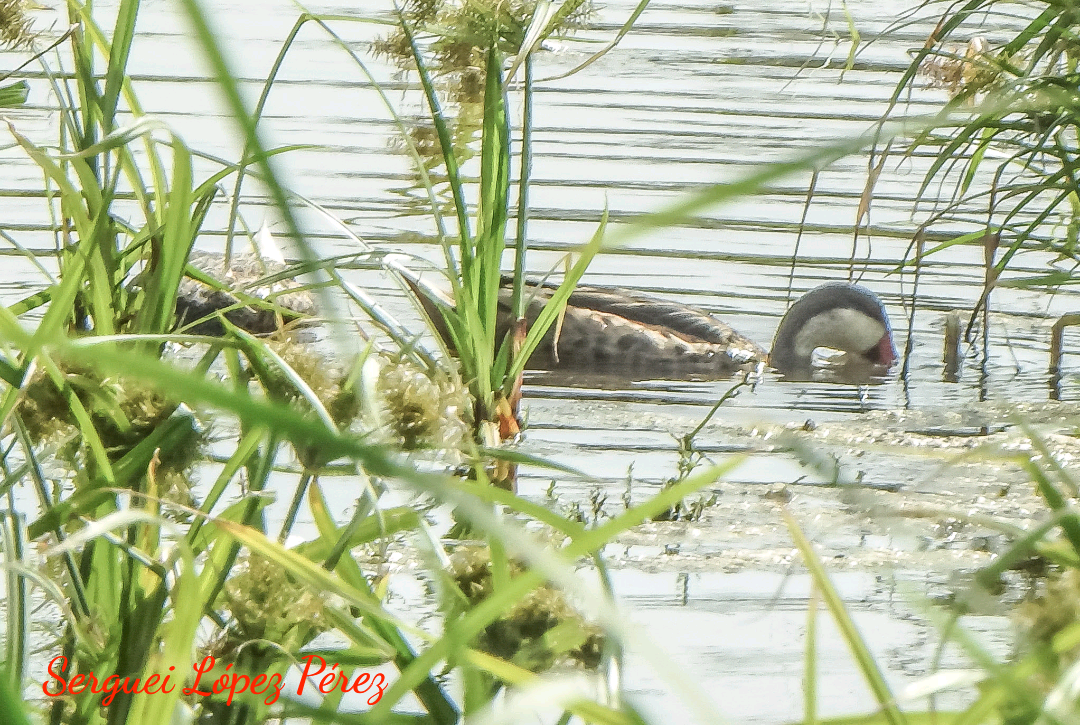 White-cheeked Pintail - ML638395261