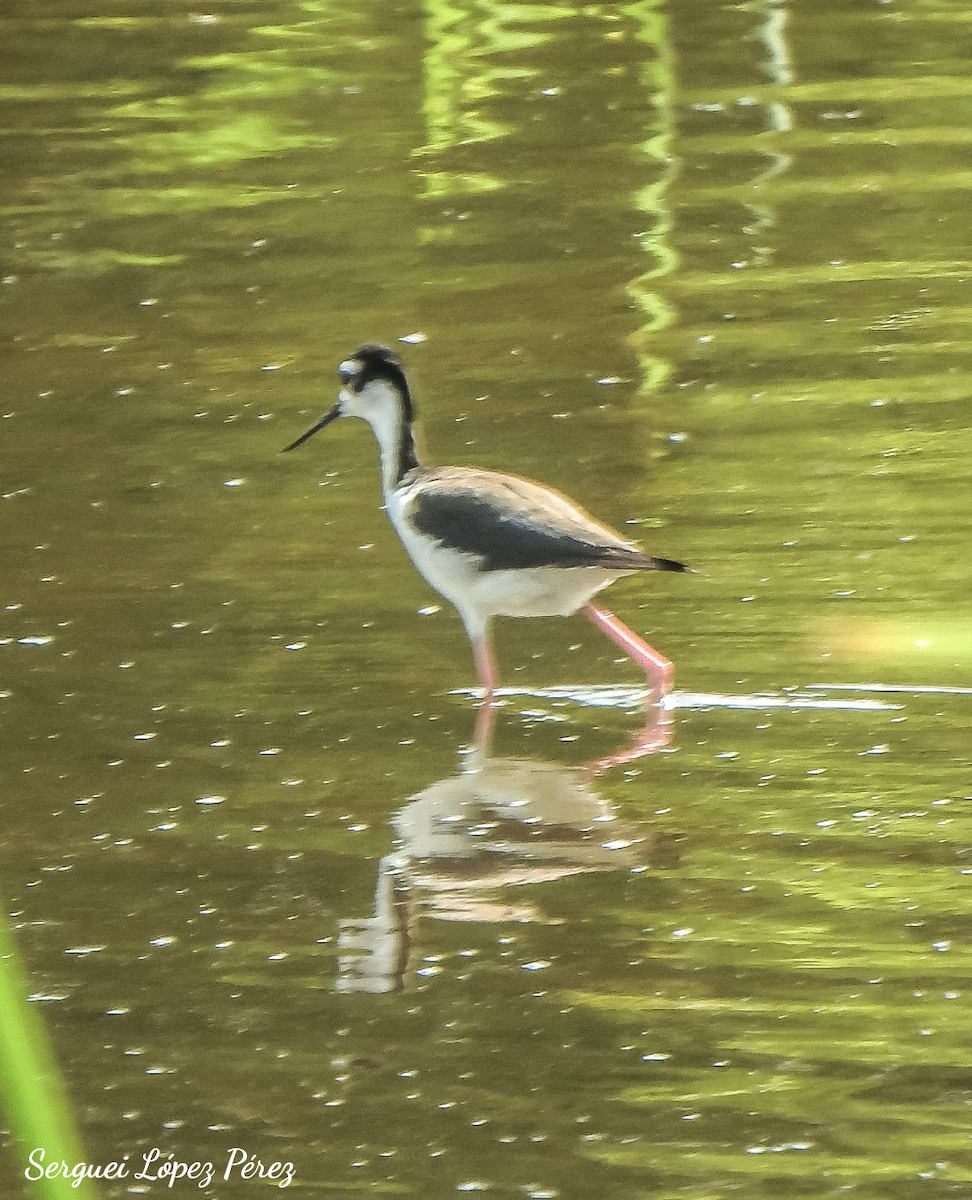 Black-necked Stilt - ML638395262