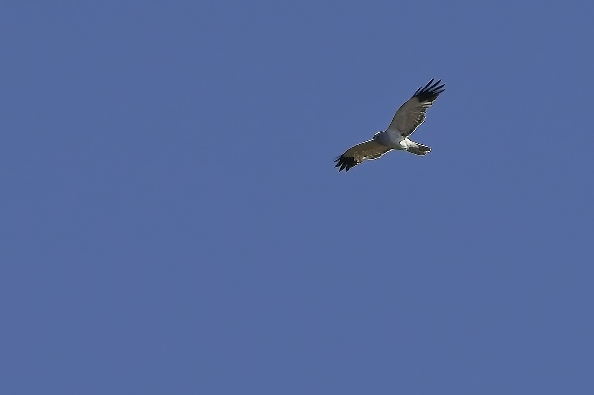 Саарал хулд - ML638395263