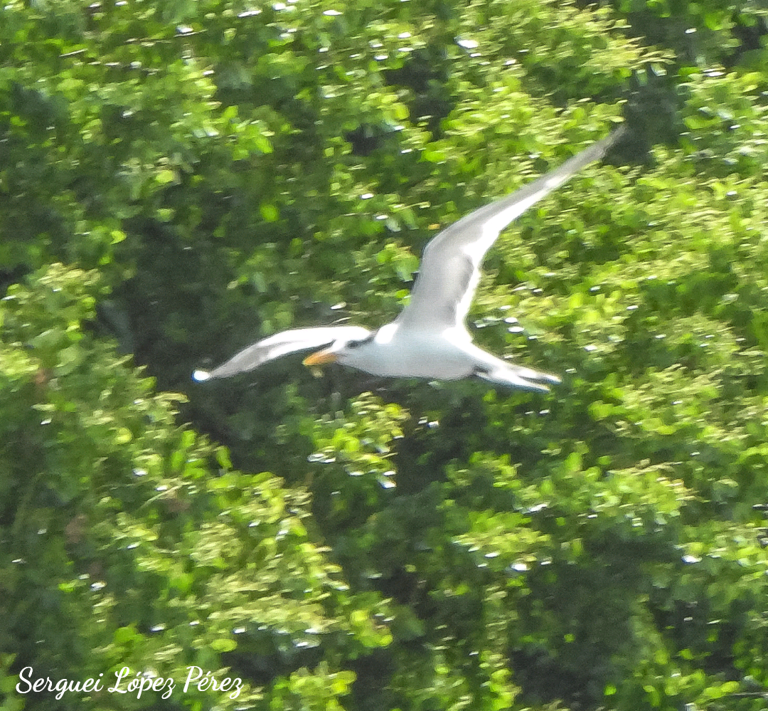 Royal Tern - ML638395264
