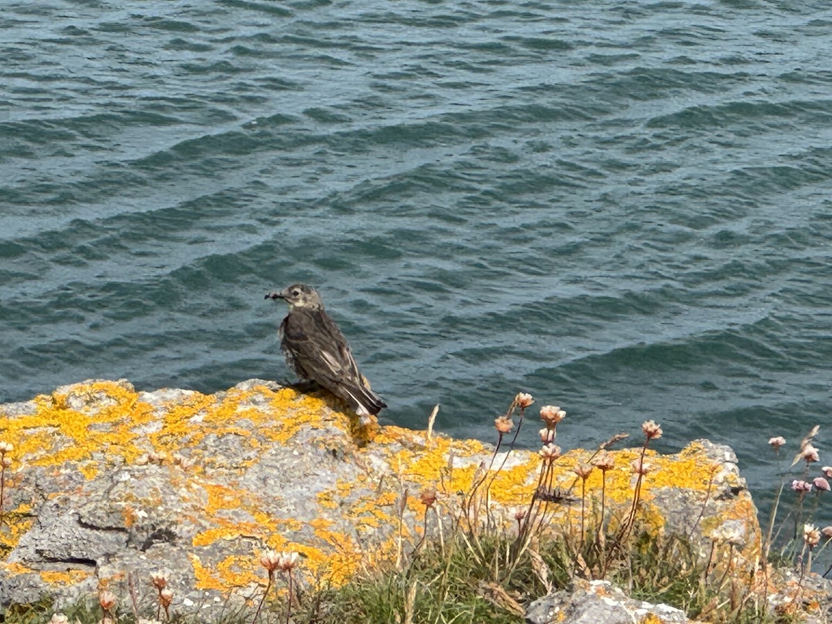 Rock Pipit - ML638395267