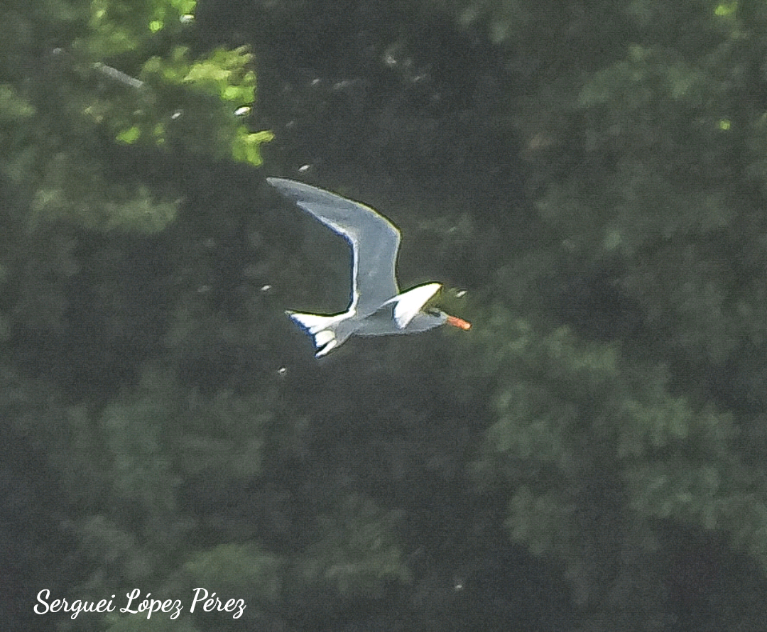 Royal Tern - ML638395275