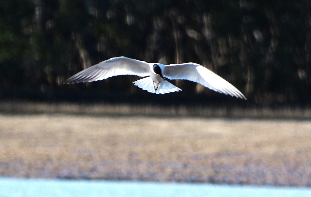 Australian Tern - ML638395280