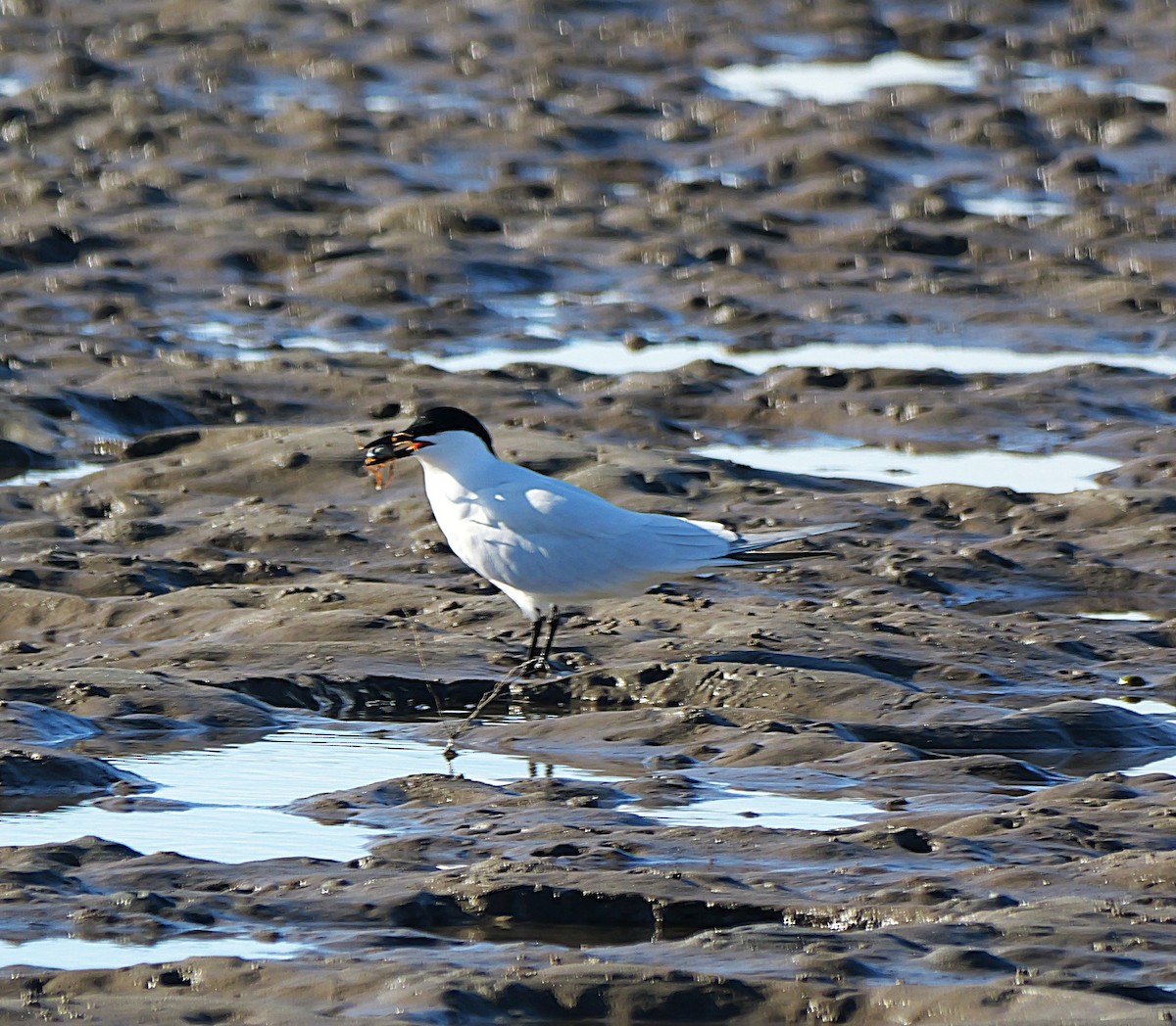 Australian Tern - ML638395281