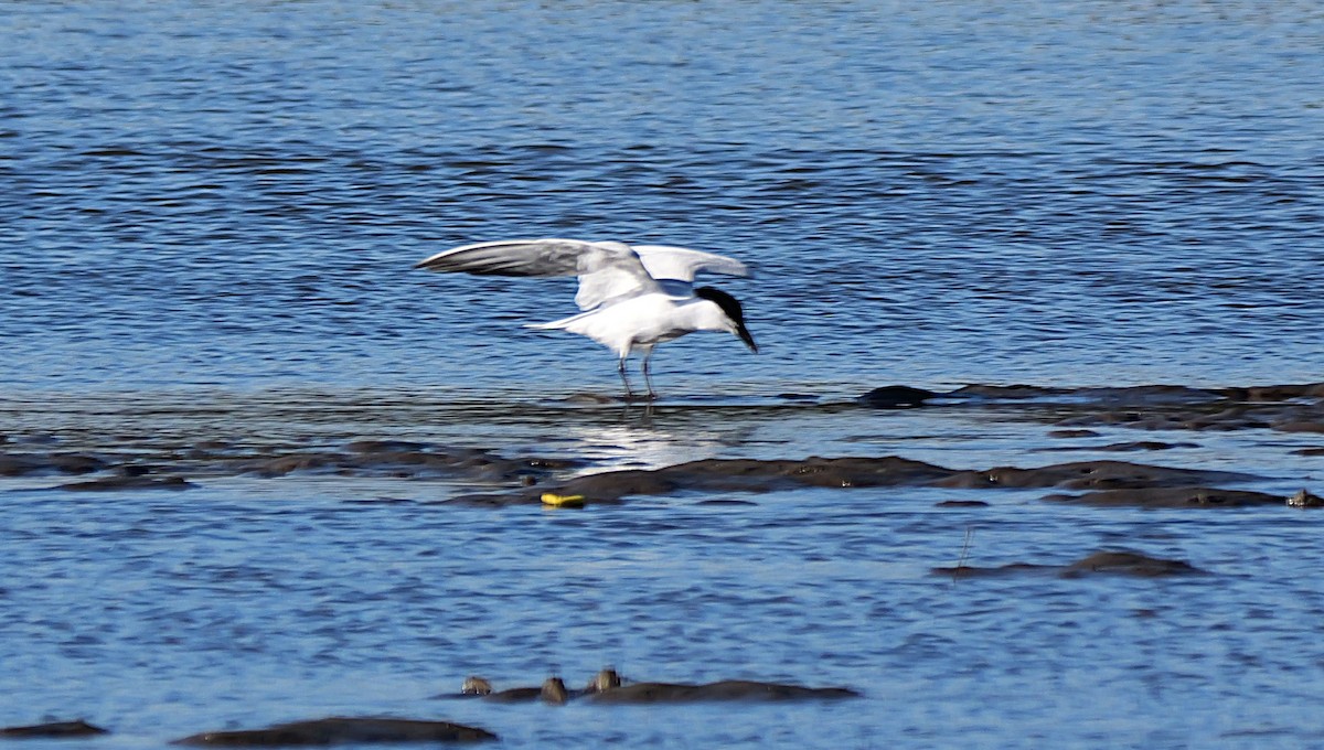 Australian Tern - ML638395282