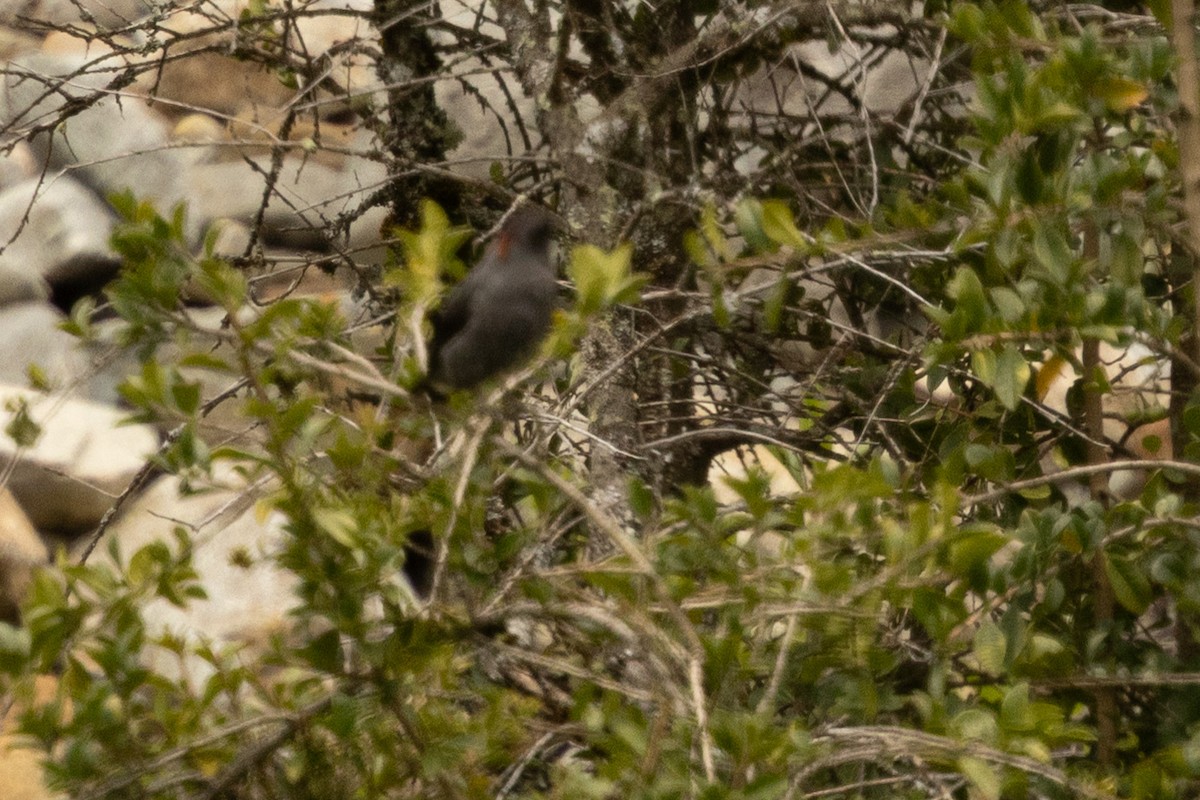 Red-crested Cotinga - ML638395283