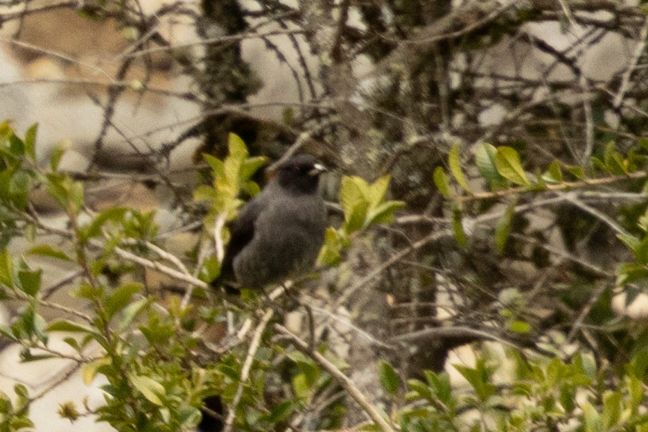 Red-crested Cotinga - ML638395284