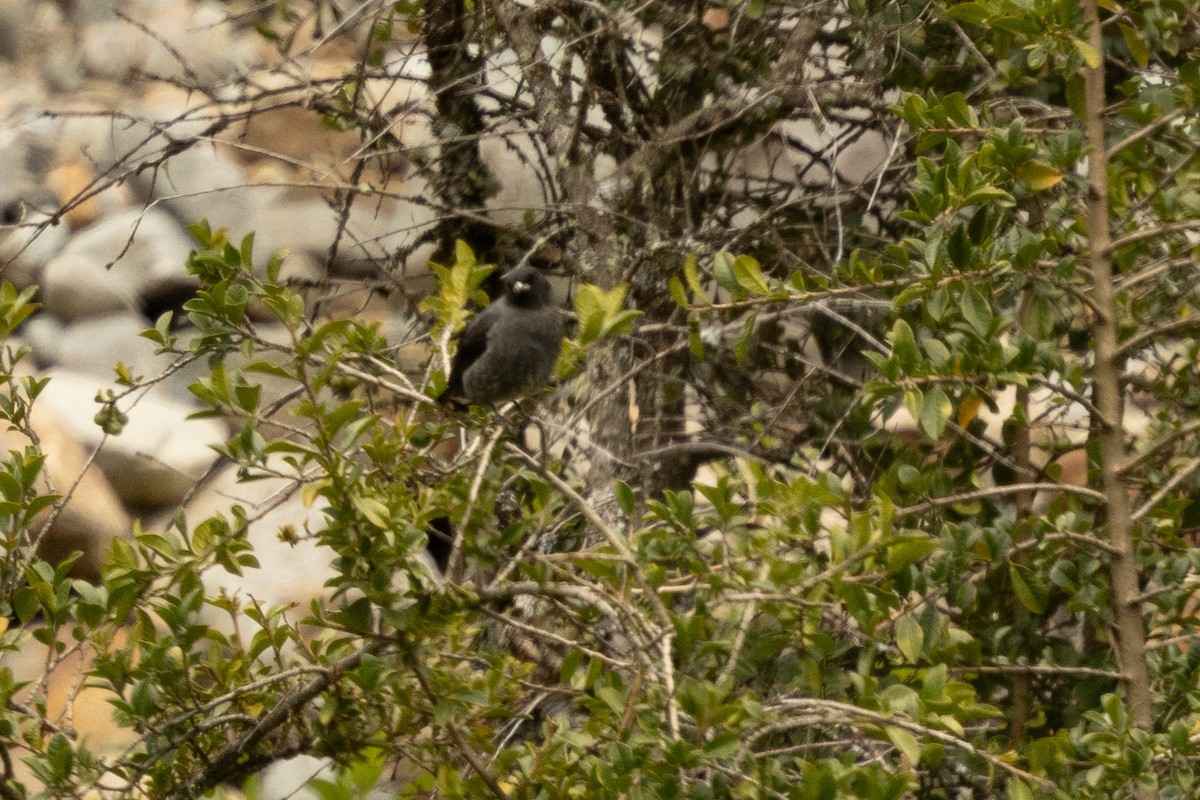 Red-crested Cotinga - ML638395285