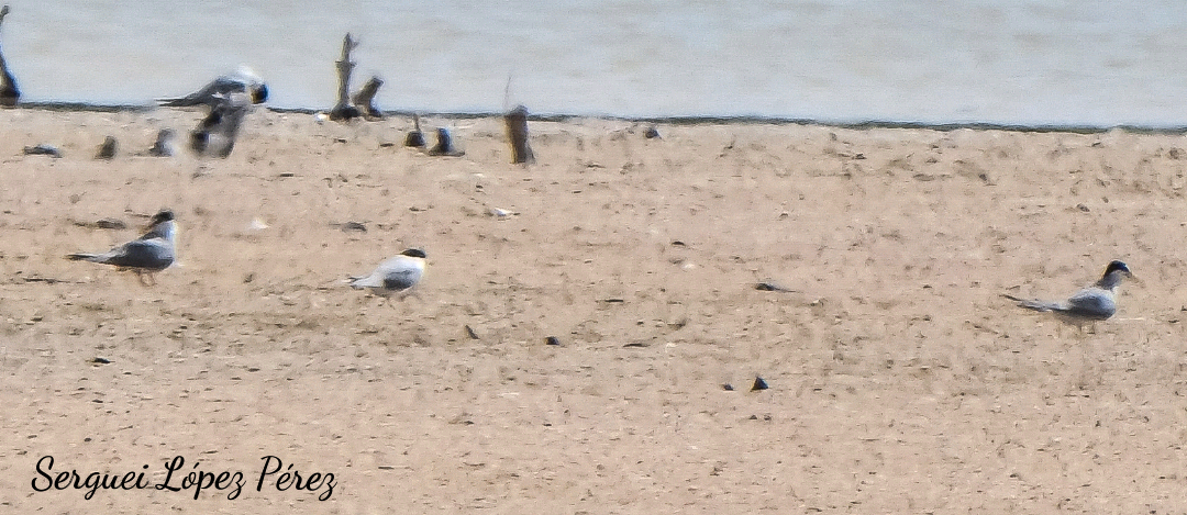 Least Tern - ML638395286