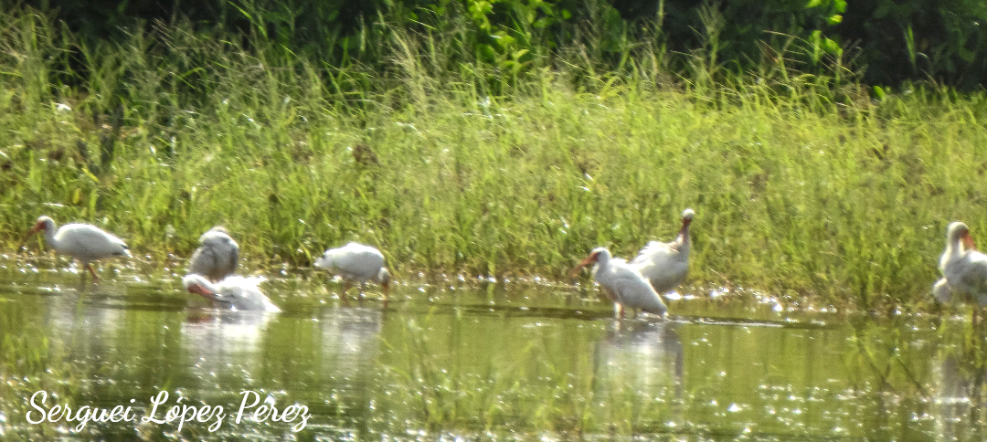 White Ibis - ML638395297
