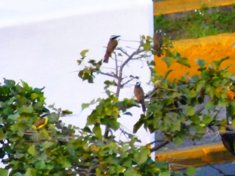 Boat-billed Flycatcher - ML638395298