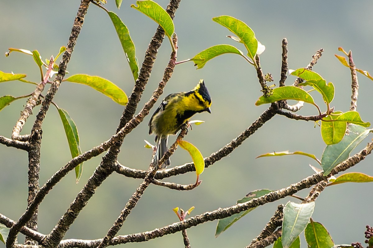 Yellow-cheeked Tit - ML638395299