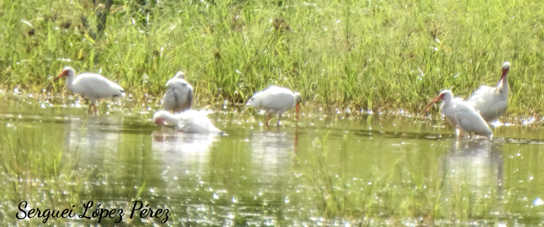 White Ibis - ML638395300