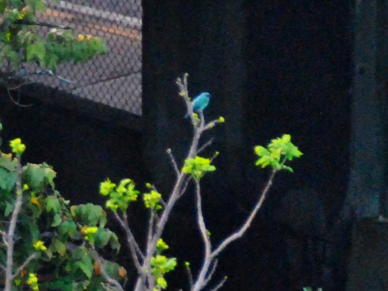 Swallow Tanager - ML638395301