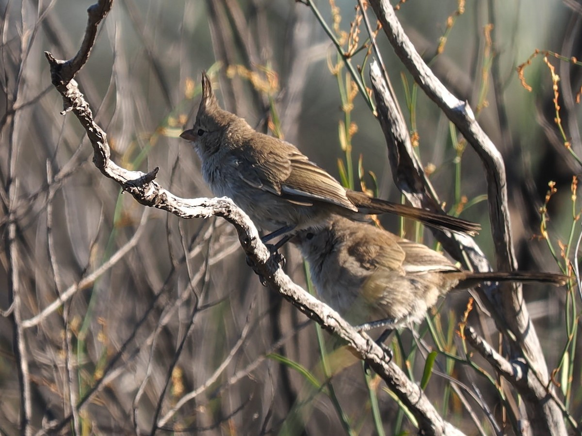 Chirruping Wedgebill - ML638395302