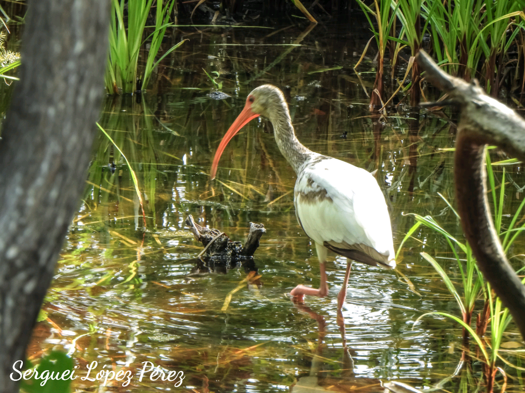 White Ibis - ML638395303