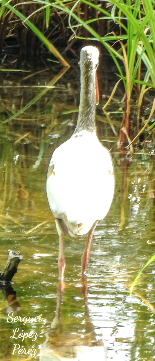 White Ibis - ML638395304