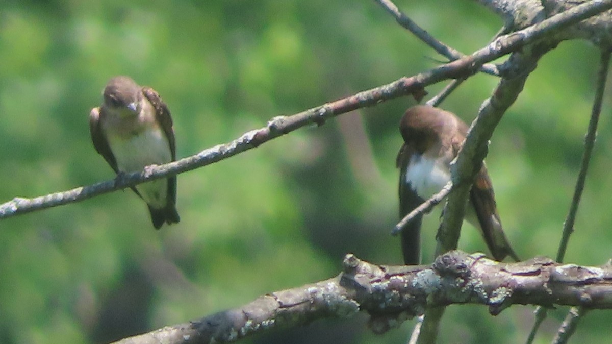 Northern Rough-winged Swallow - ML638395325