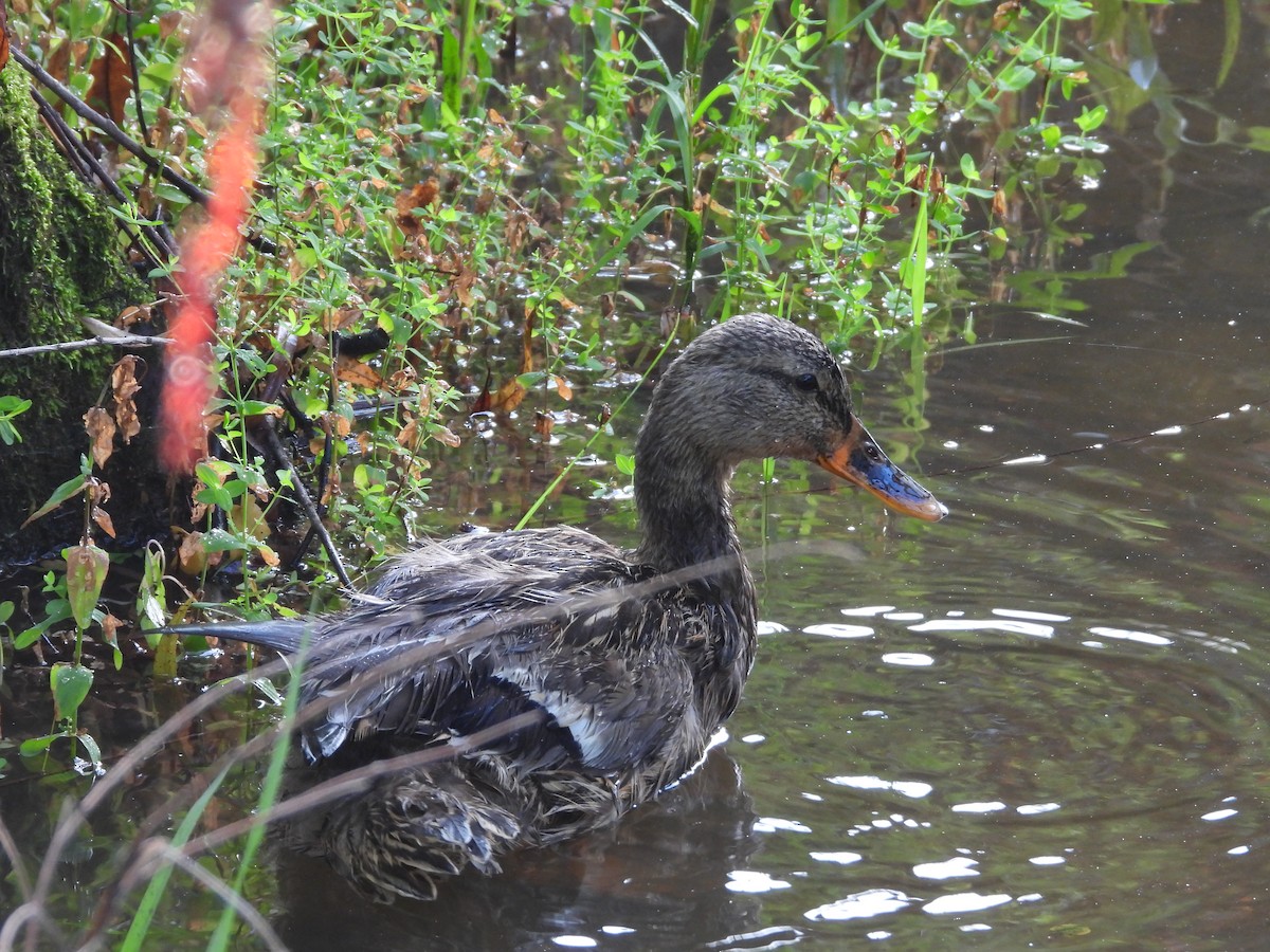 Mallard - ML638395357