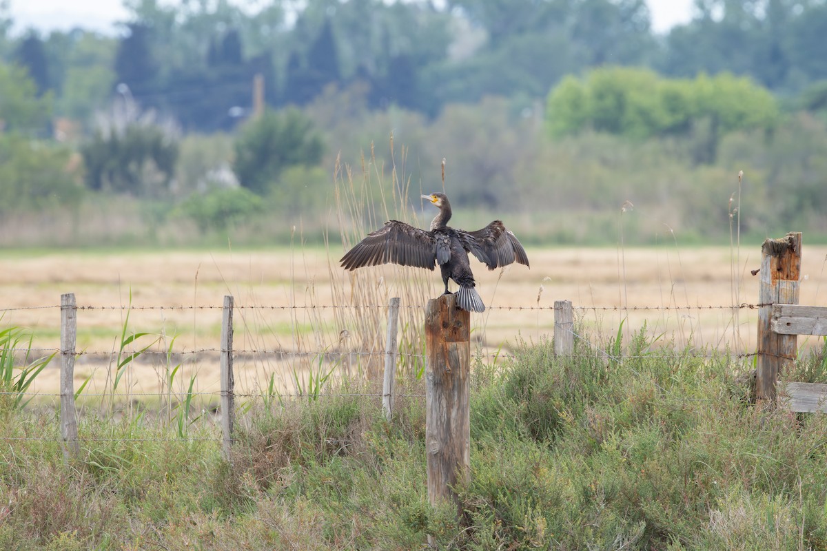Cormorán Grande - ML638395393
