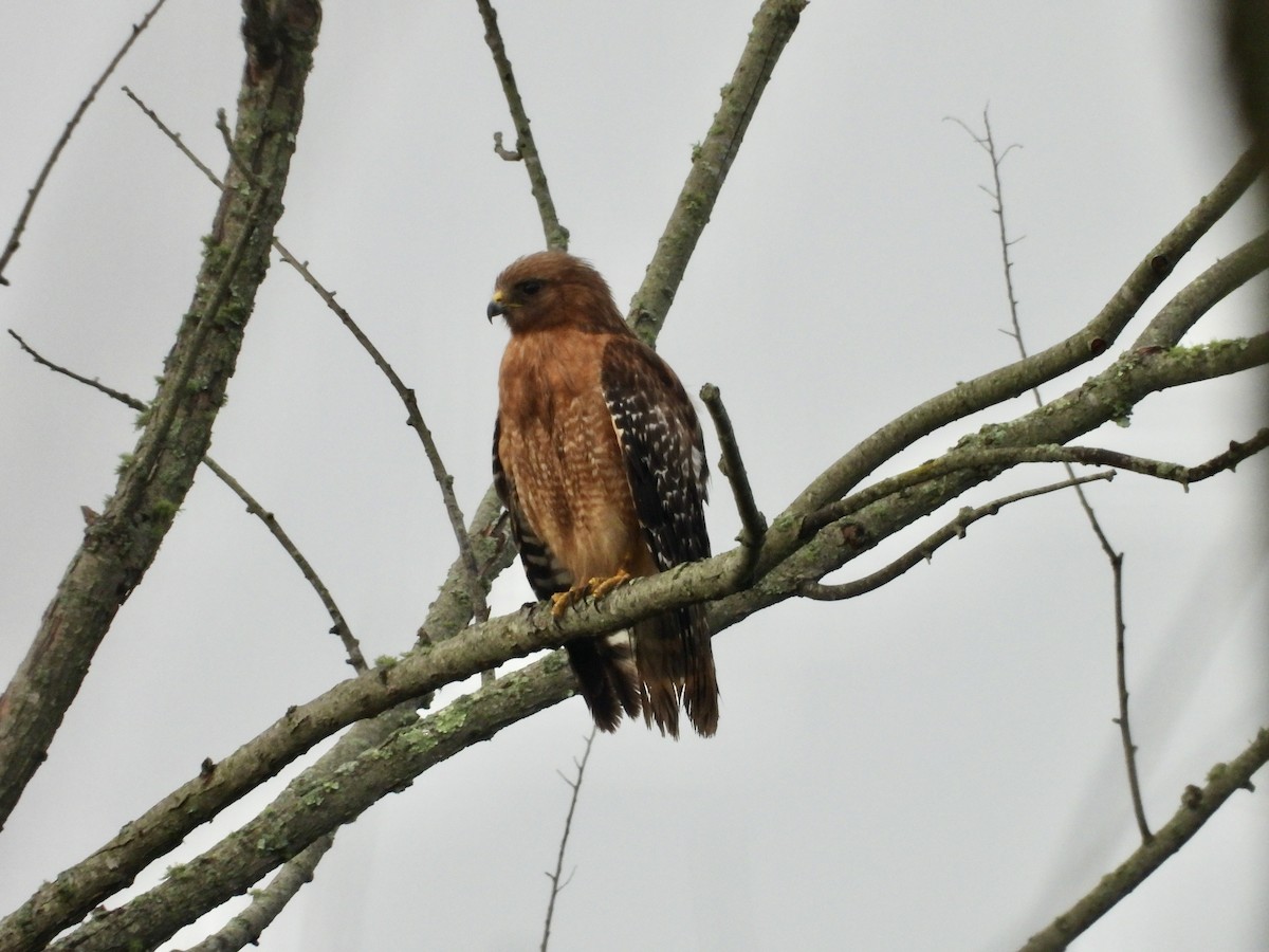 Red-shouldered Hawk - ML638395397
