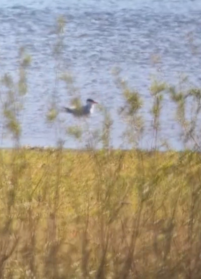 Caspian Tern - ML638395583