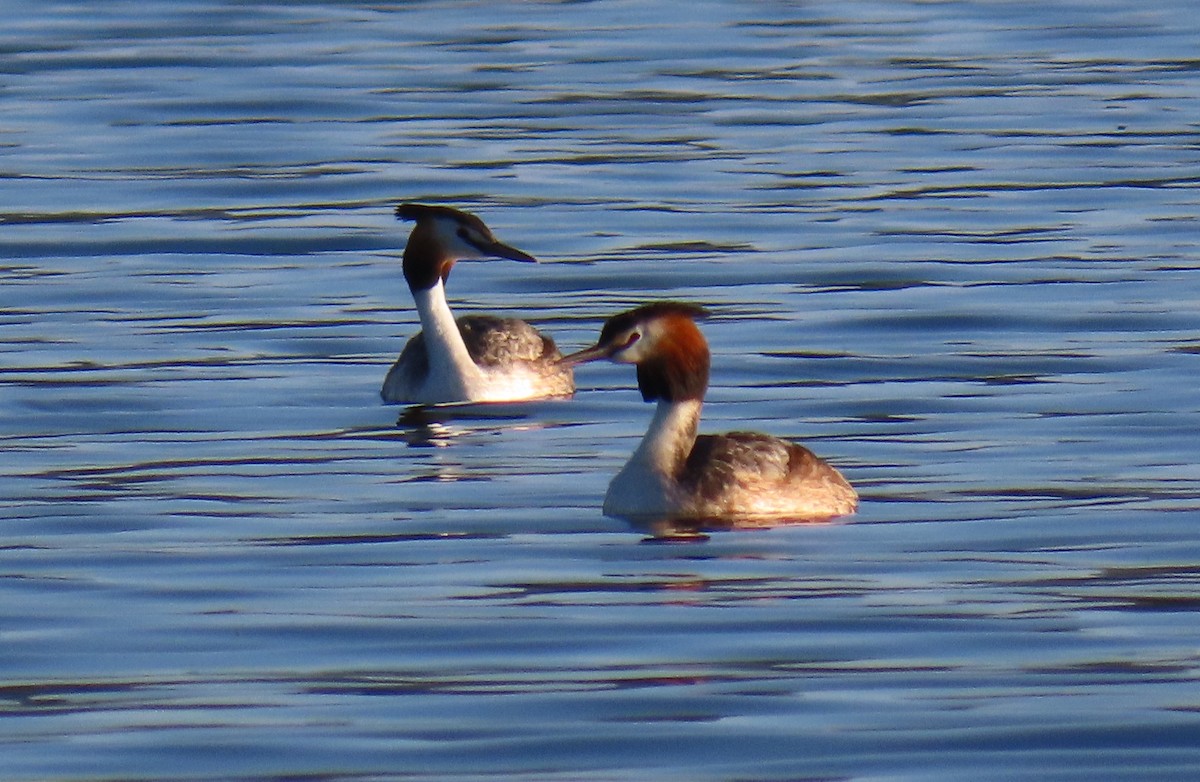 Great Crested Grebe - ML638395596