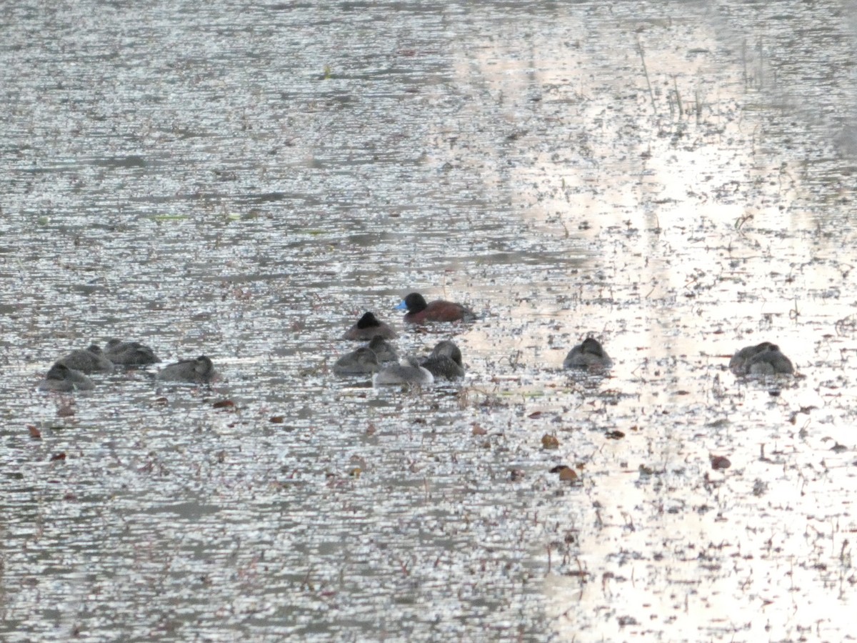 Blue-billed Duck - ML638395613
