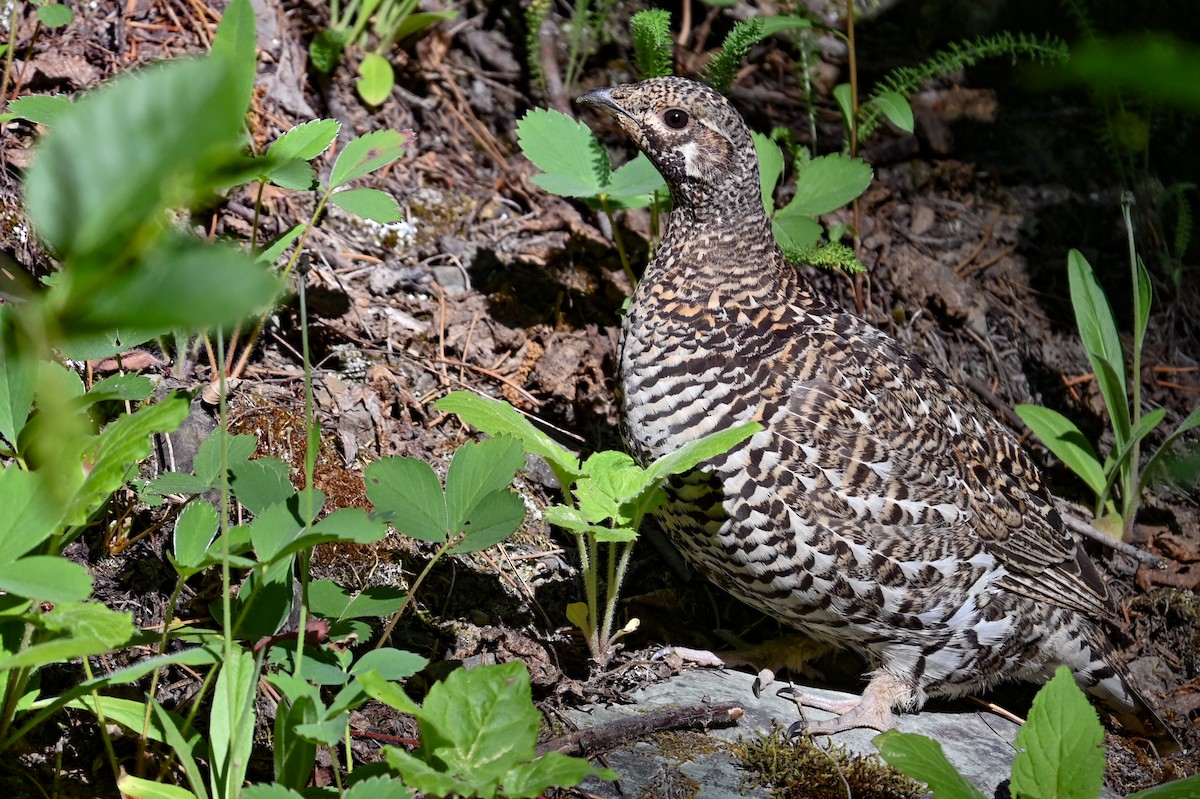 Spruce Grouse - ML638395635