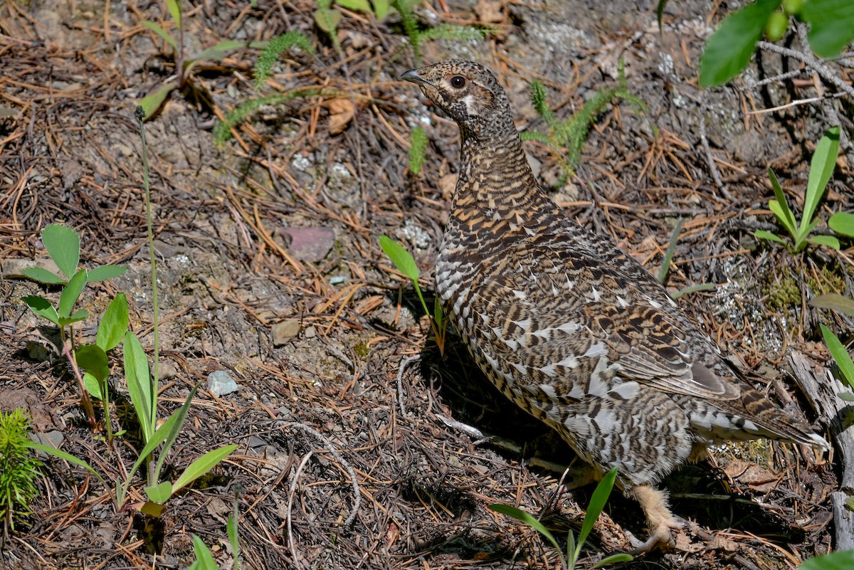 Spruce Grouse - ML638395636