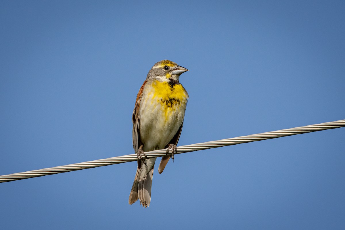 Dickcissel - ML638395639