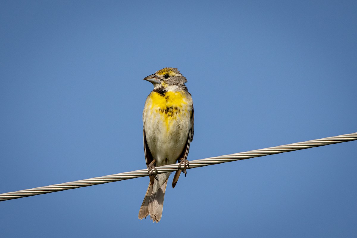 Dickcissel - ML638395640