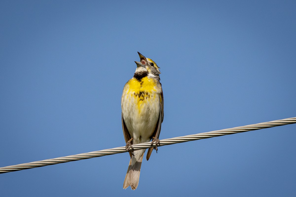 Dickcissel - ML638395641