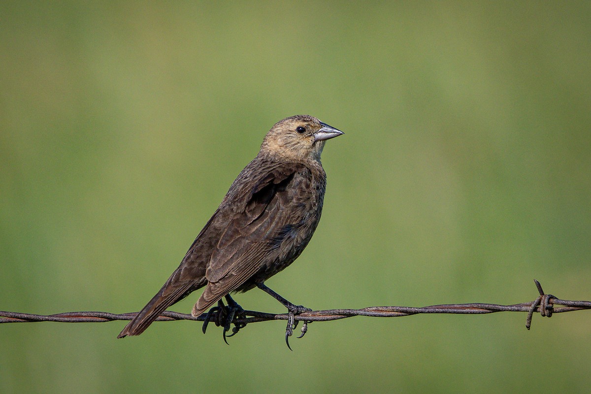 Brown-headed Cowbird - ML638395644