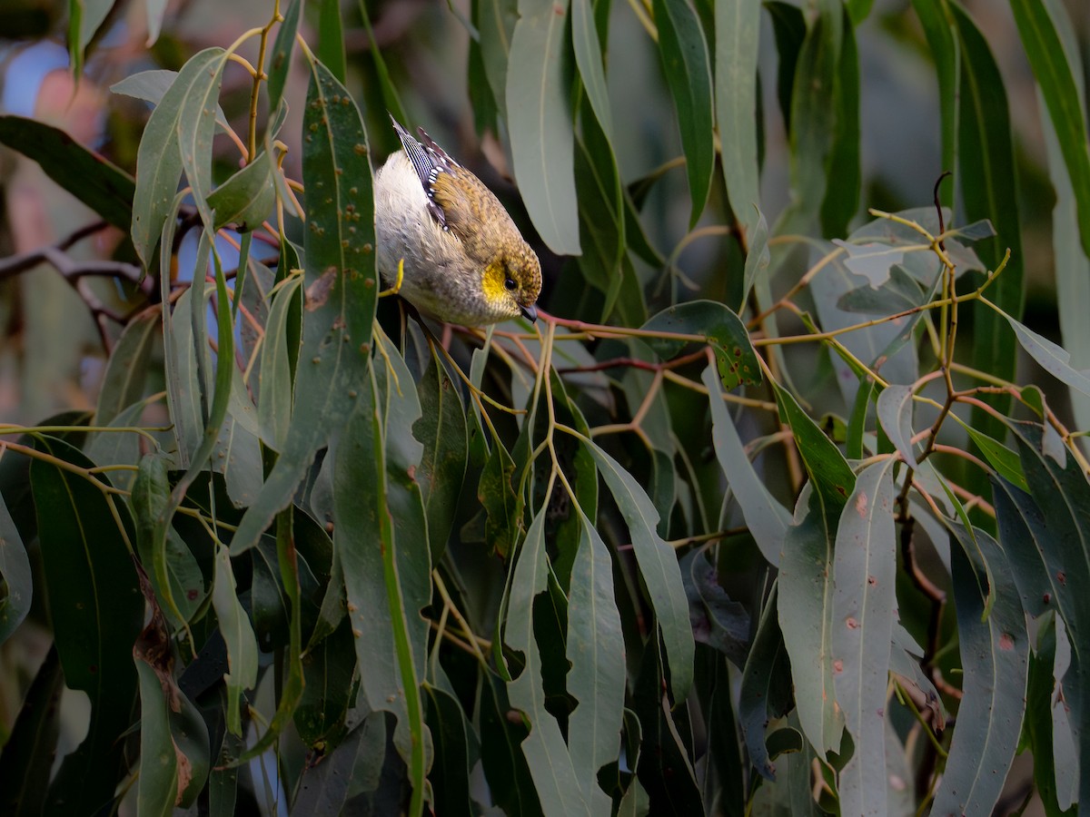 Forty-spotted Pardalote - ML638395648