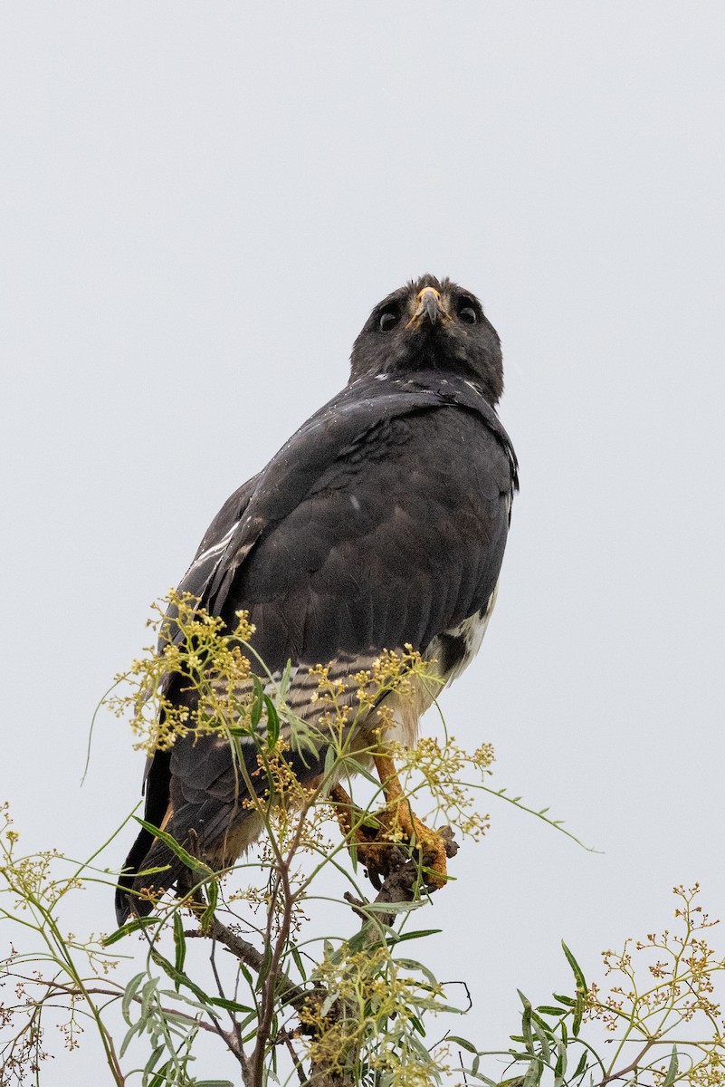 Augur Buzzard - ML638395692