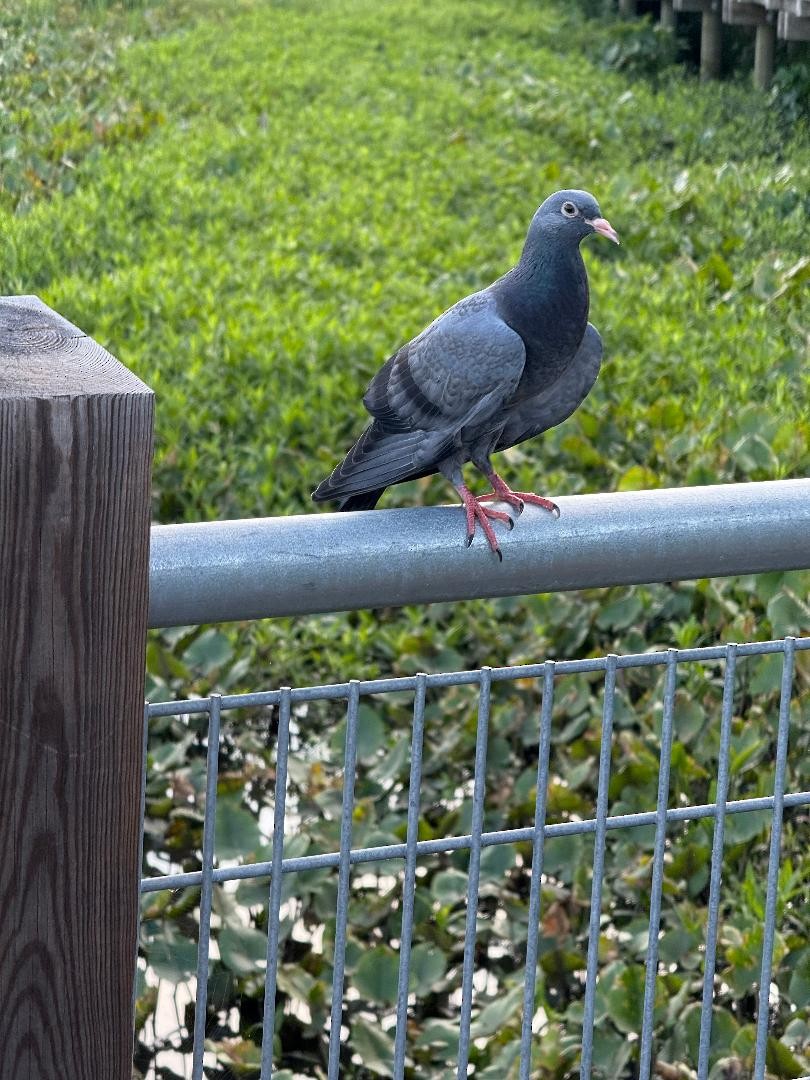 野鴿(野化) - ML638395701