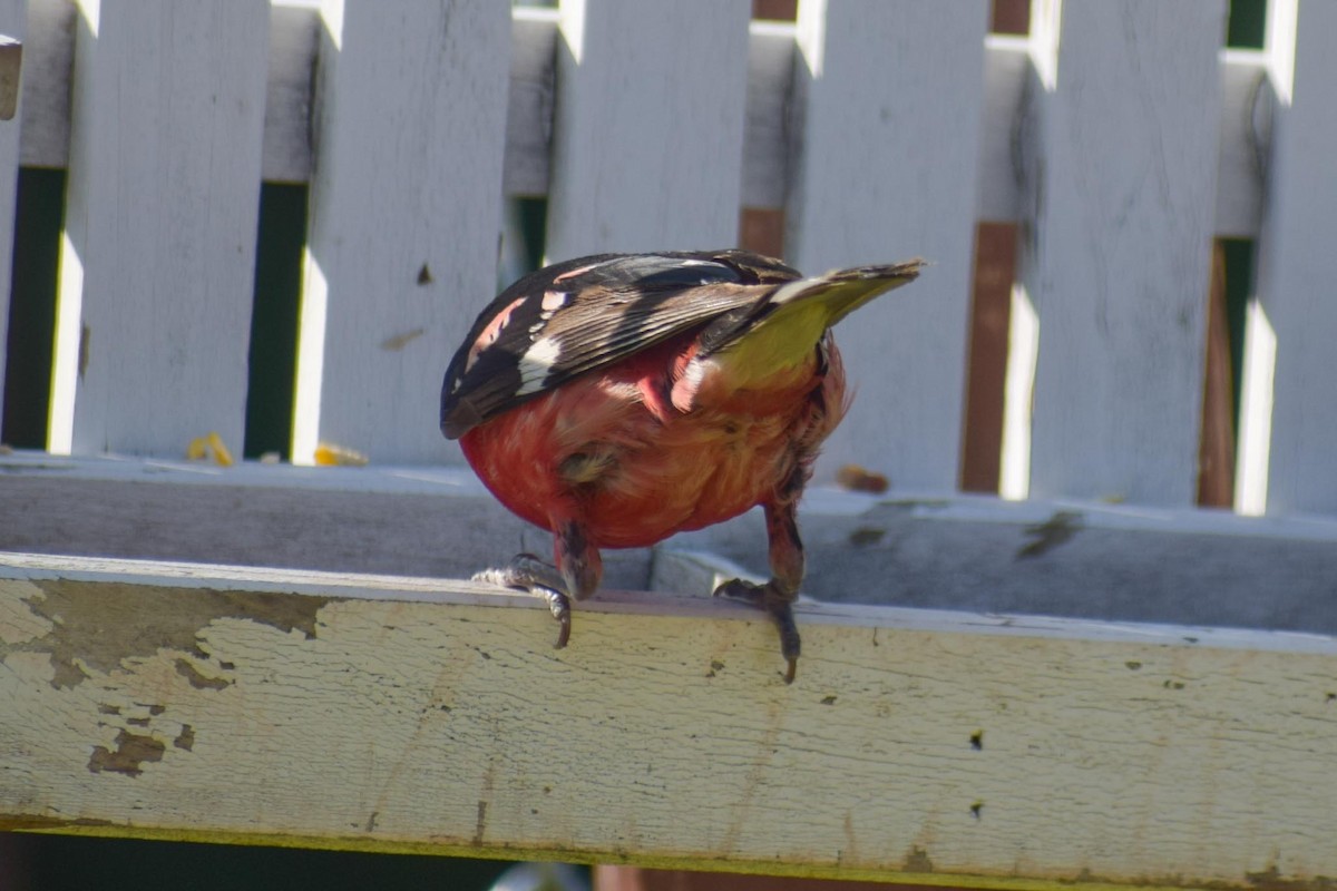 Rose-breasted Grosbeak - ML638395711
