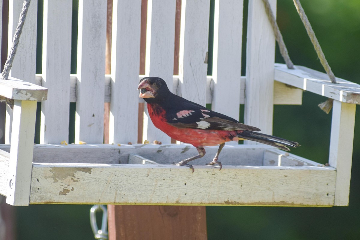 Rose-breasted Grosbeak - ML638395712