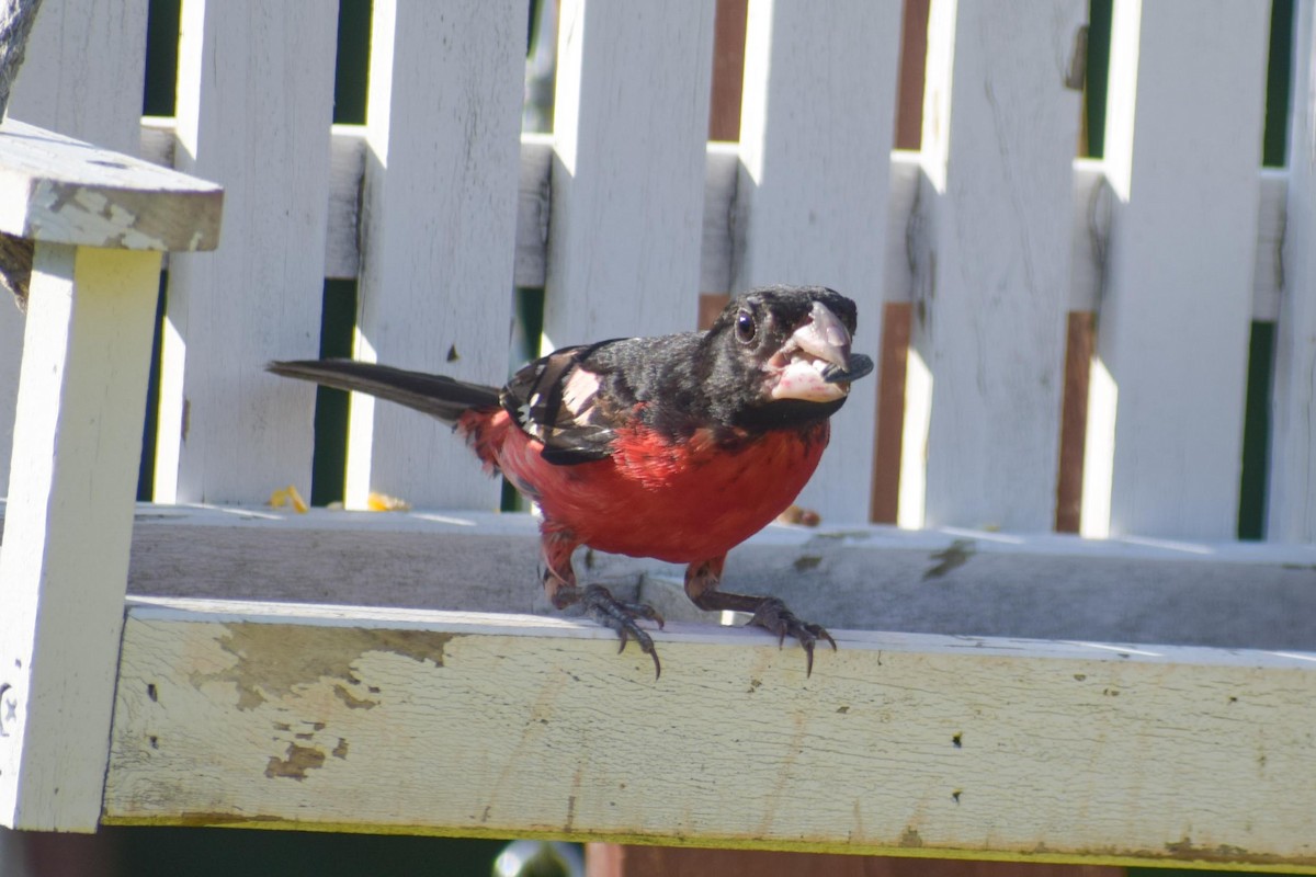 Rose-breasted Grosbeak - ML638395713