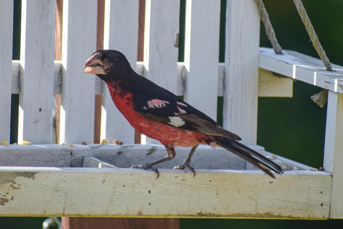 Rose-breasted Grosbeak - ML638395715