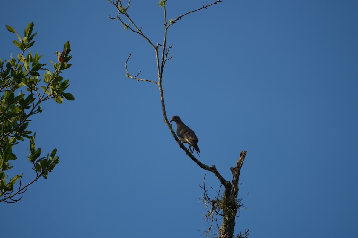 Mourning Dove - ML638395736