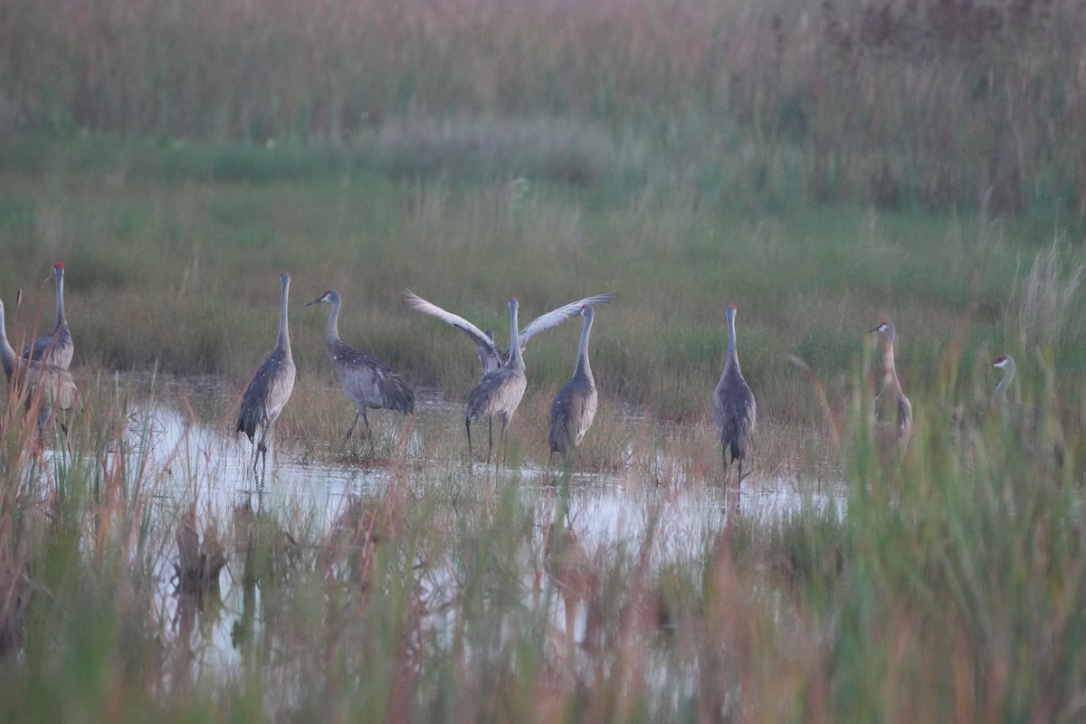 Sandhill Crane - ML638395746