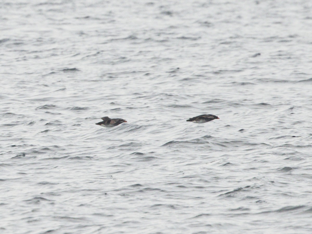 Rhinoceros Auklet - ML638395758