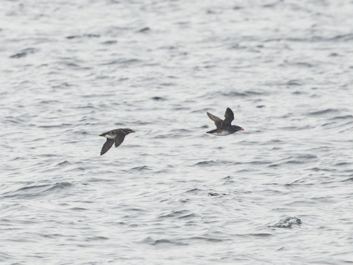 Rhinoceros Auklet - ML638395761