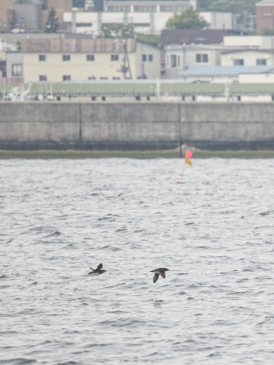 Rhinoceros Auklet - ML638395762